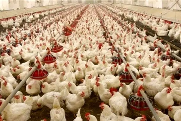 وجود ۱۶۵ مرغداری در رودبار؛ تغییر قانون صدور پروانه مرغداری در دولت رئیسی با منطقه گردشگری دارستان چه کرد؟