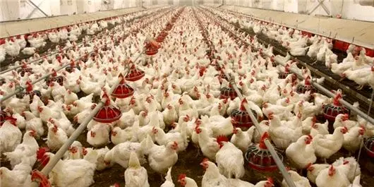 نیت اصلی معدوم سازی جوجه‌های یک روزه افزایش قیمت مرغ و تخم مرغ است