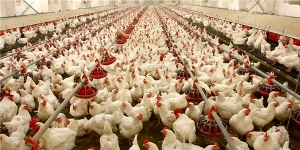 دستور فوری وزارت کشاوری به مرغداران