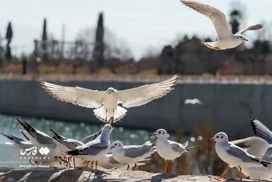 شیرازگردی مهمانان روسی