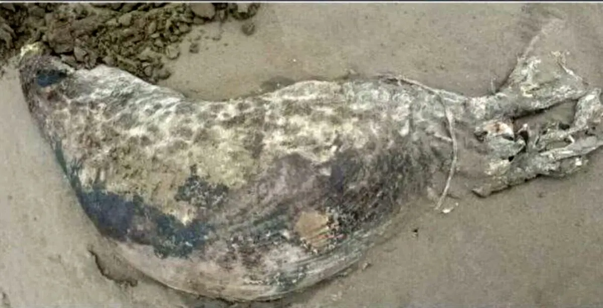 محیط‌زیست: چهل و سومین فوک خزری تلف شد