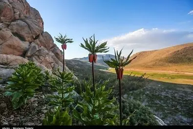 دشت لاله‌های واژگون اصفهان