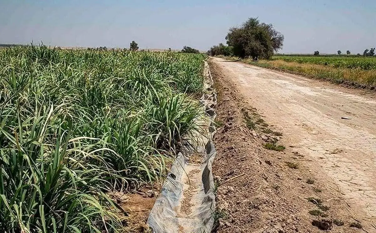 شركت،نيشكر،آبياري،كارگران،كشت