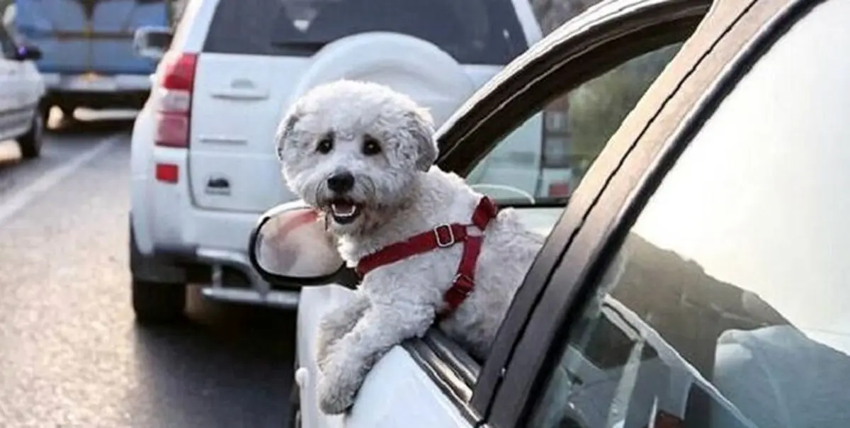 جریمه سگ‌گردانی در خودرو، از هزینه غذای سگ بسیار کمتر است