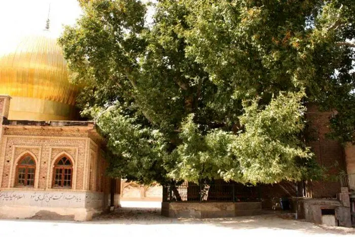 درخت خونبار زرآباد الموت، سوگوار عاشورای حسینی