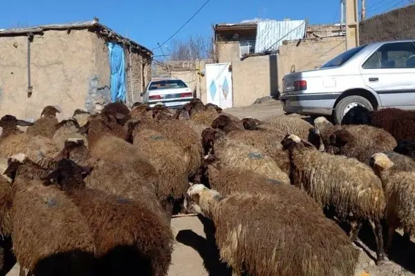 قیمت دام زنده امروز دوشنبه ۲۶ آبان ۱۴۰۴