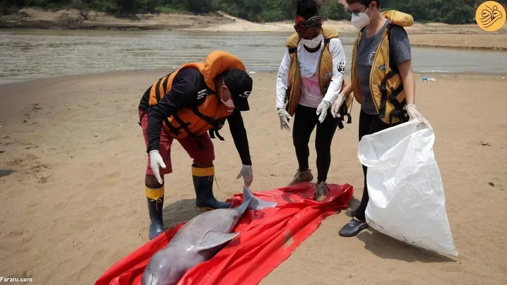 گرمای هوا قاتل دلفین‌های آمازونی + عکس