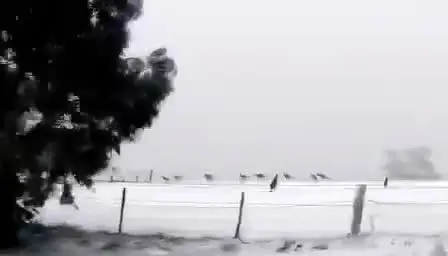 ببینید| بارش برف بی‌سابقه‌ در استرالیا 