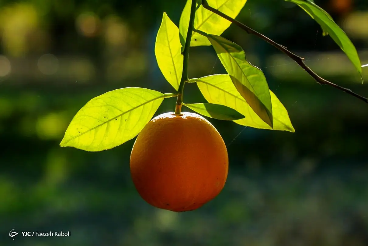 فصل برداشت پرتقال