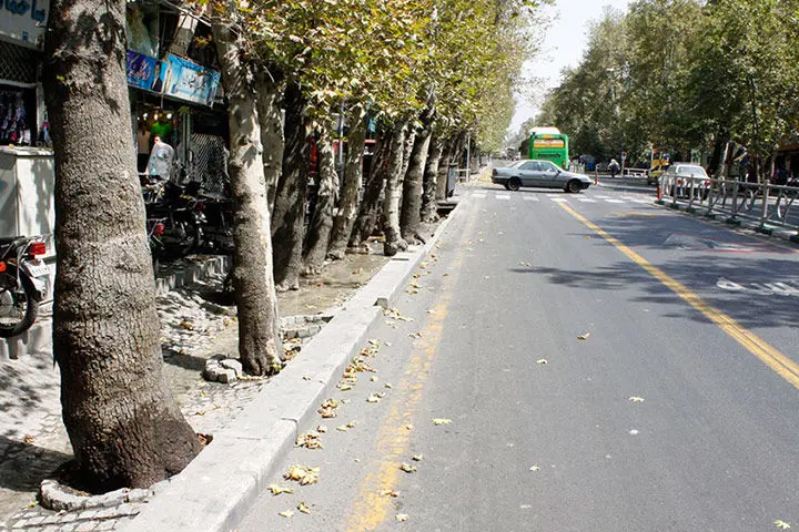 تصویر| یک درخت در خیابان ولیعصر سقوط کرد؛ خیابان مسدود شد