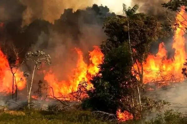 نقشه آتش‌سوزی جنگل هیرکانی/ پهپادهای حرارتی وارد جنگل‌های الیت شدند