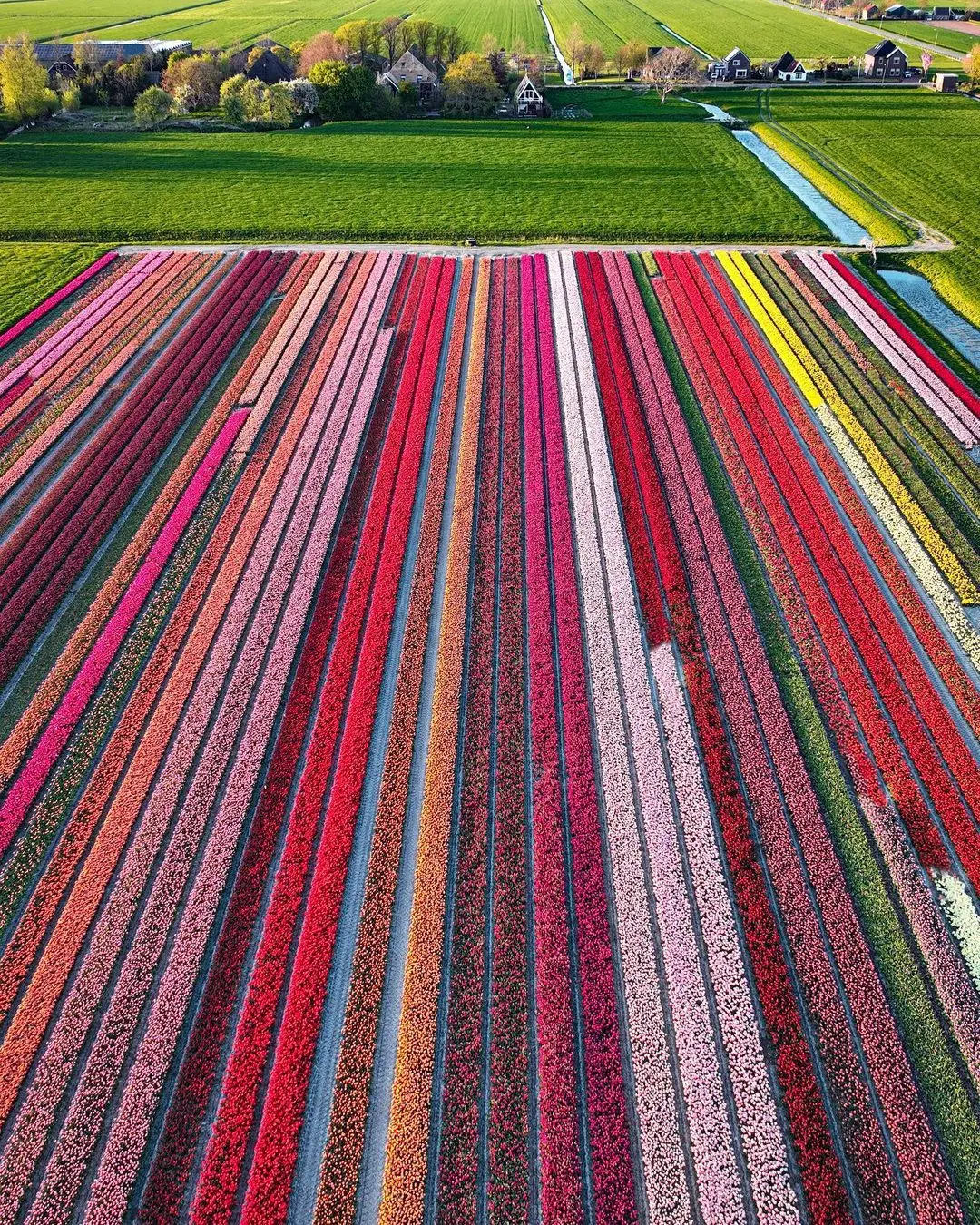 تصاویری دیدنی از مزارع گل لاله هلند