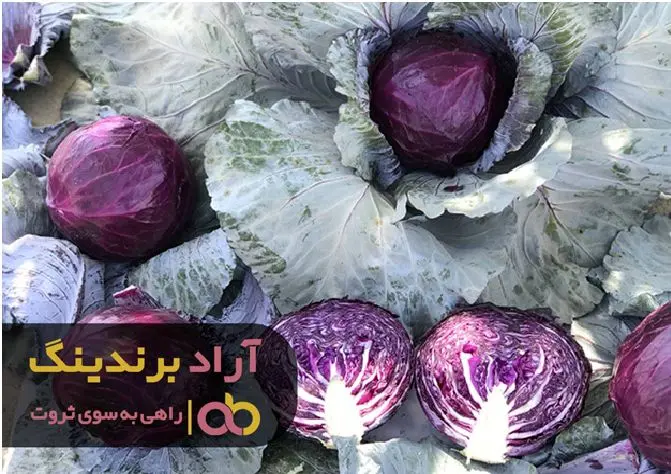 درمان سرماخوردگی با کلم پیچ