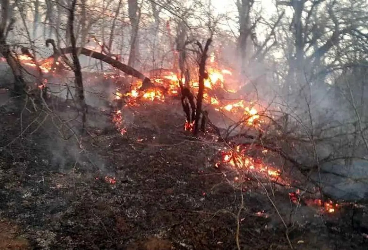 خطر آتش‌سوزی جنگل‌ها در پی وزش باد گرم