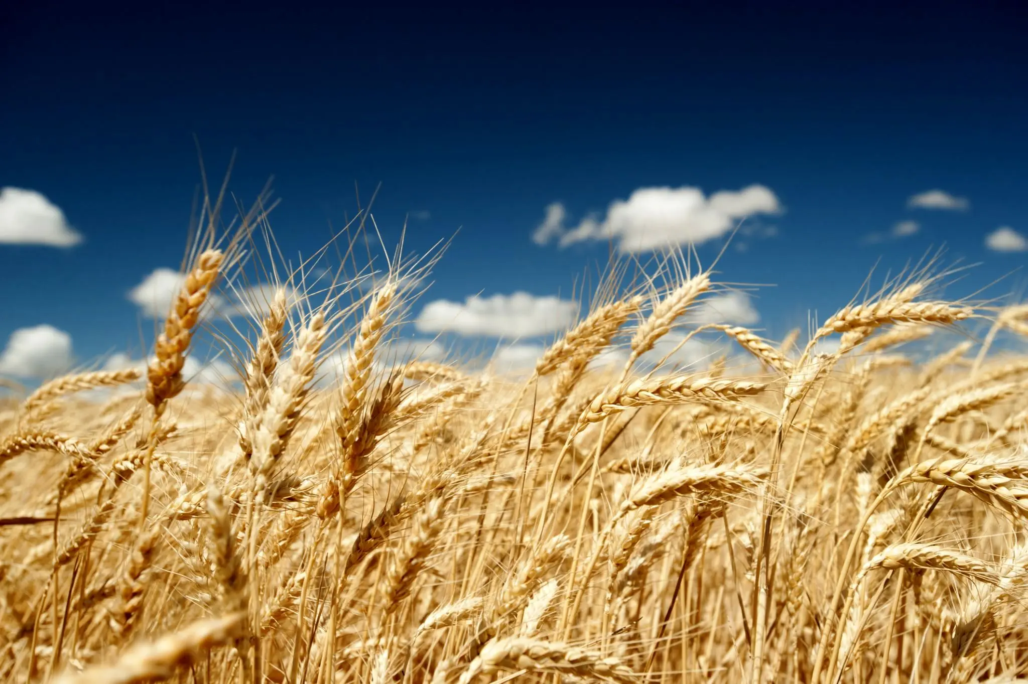 اینفوگرافی | ضرر کشاورزان به خاطر قیمت پایین خرید گندم را چه کسی پرداخت می‌کند؟