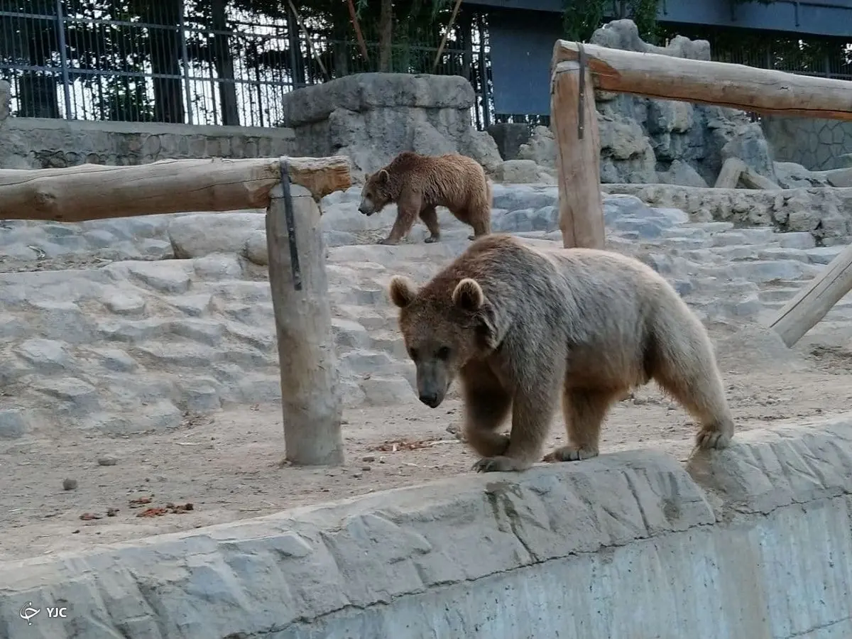 ویدئویی از وضعیت اسفناک یک خرس در باغ‌وحش کرمان؛ حیوان‌آزاری به روش نوین!
