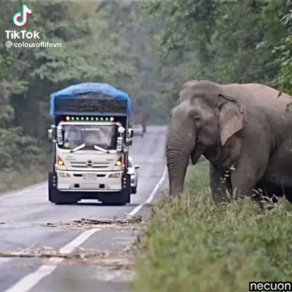 ویدئو| فیل باهوشی که مانند انسان‌ها موز می‌خورد