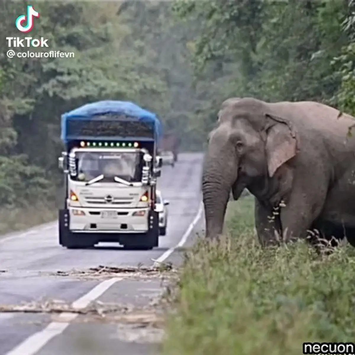 باج‌گیری فیل عظیم‌الجثه از کامیون‌های عبوری+ فیلم