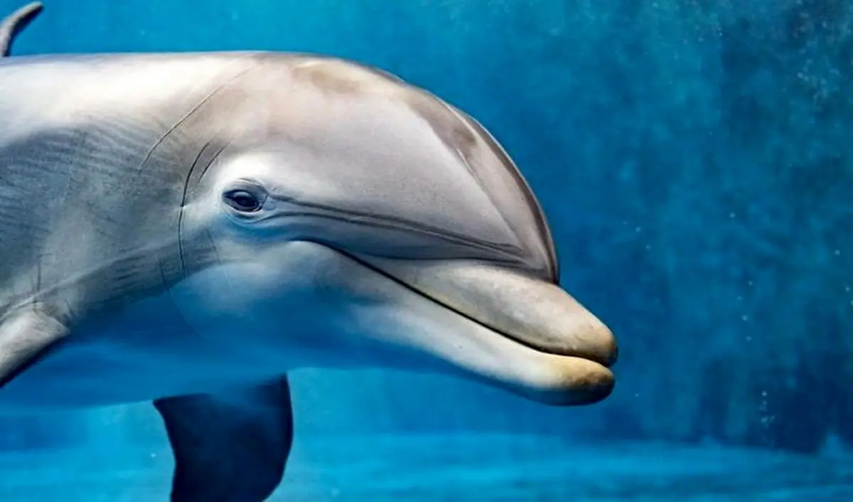حضور گله دلفین‌های خلیج فارس در ساحل قشم + ویدئو