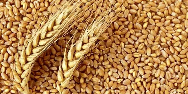 افزایش قیمت گندم در هند هم مشکل ساز شد