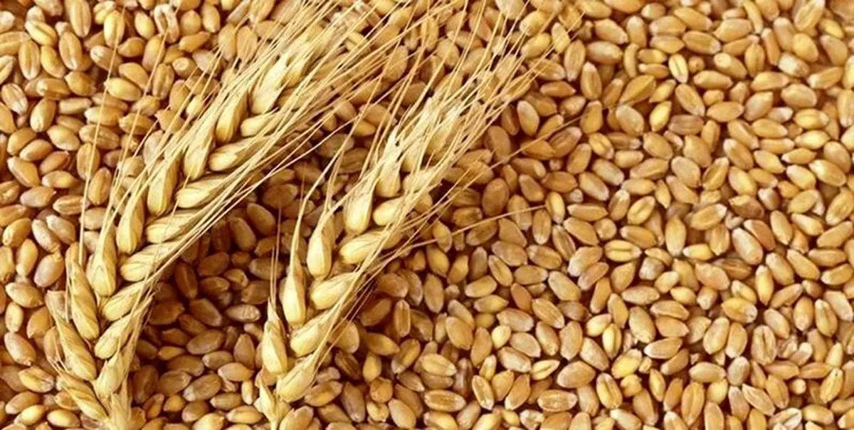 خرید گندم در آستانه ۵۰۰ هزار تن قرار گرفت