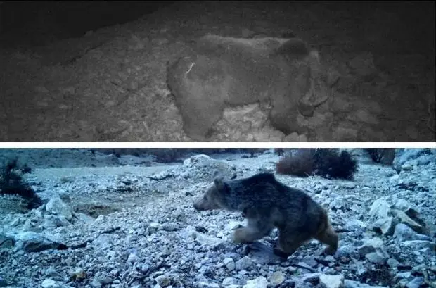 مشاهده یک قلاده خرس ماده در ارتفاعات لرستان