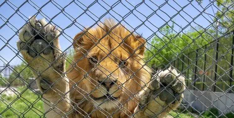 شیرهای باغ وحش اراک به قفس بازگشتند