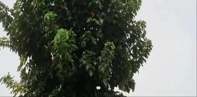 ببینید| هشدار هواشناسی؛ بارش‌ها از نیمه آذر افزایش می‌یابد