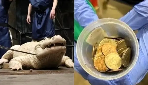 تعداد زیادی سکه از معده یک تمساح خارج شد