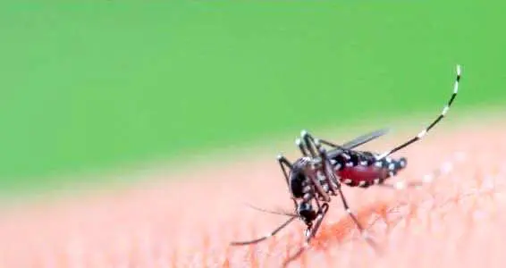 هشدار: ویروس چیکونگونیا ۵۰۰۰ نفر را مبتلا کرد+ جزئیات