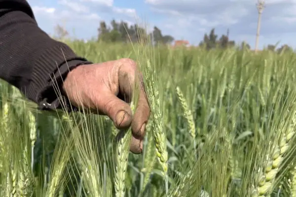 حساب گندمکاران شارژ شد + مبلغ واریزی