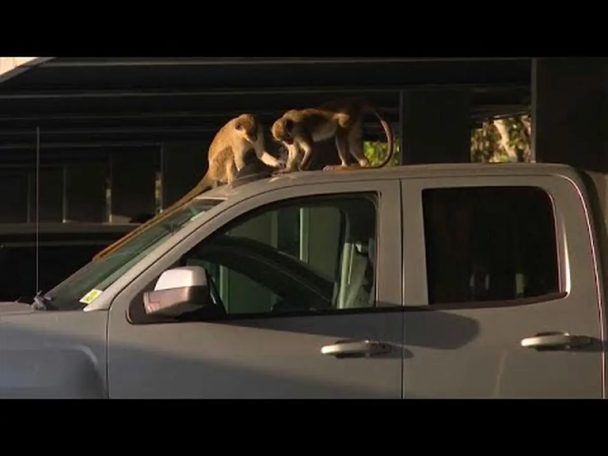  میمون‌ها فرودگاهی در فلوریدا را مرکز گردشگری کردند+ ویدئو