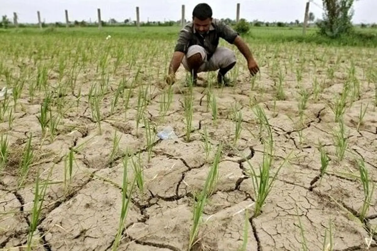 کشت برنج در خوزستان ممنوع است/ کاهش 1.6 میلیارد متر مکعبی ذخیره سد کرخه نسبت به سال گذشته