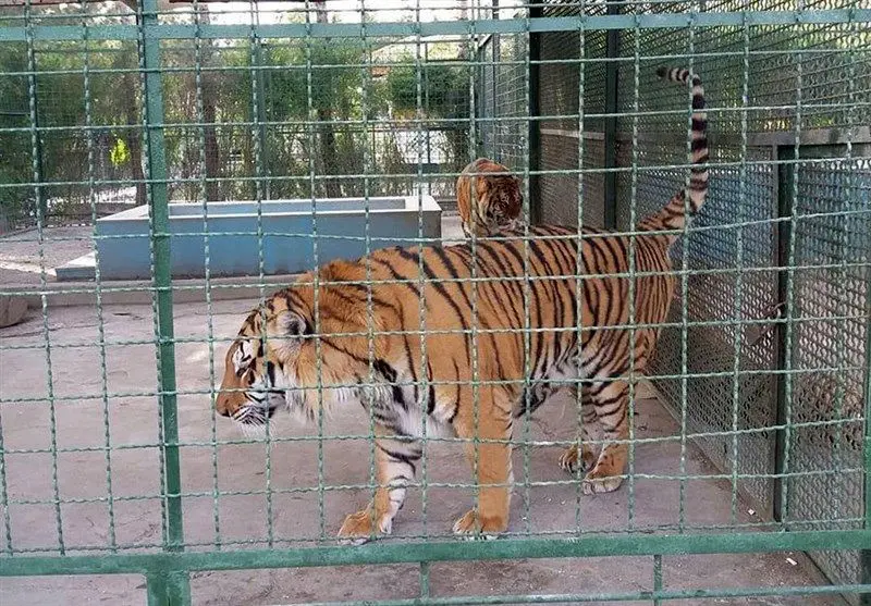 باغ‌وحش مشهد همچنان جان می‌گیرد؛ تلف شدن یک قلاده ببر+عکس