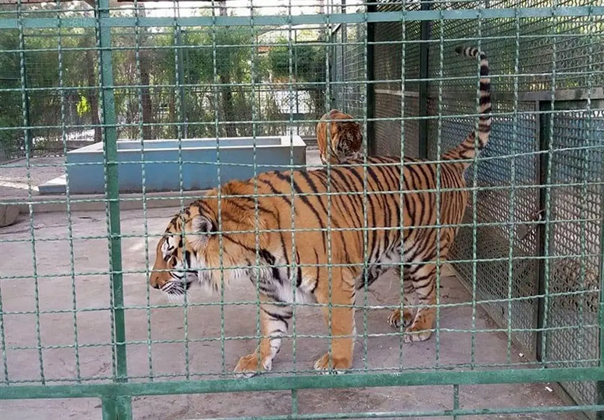 باغ‌وحش مشهد همچنان جان می‌گیرد؛ تلف شدن یک قلاده ببر+عکس