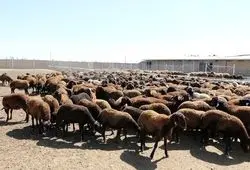 قیمت دام زنده امروز چهارشنبه ۲۶ فروردین ۱۴۰۵