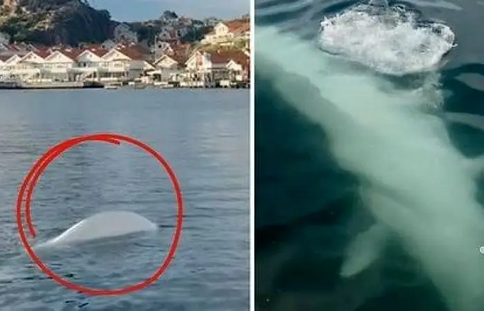 «جاسوس پوتین» در آب‌های سوئد دیده شد!+ عکس