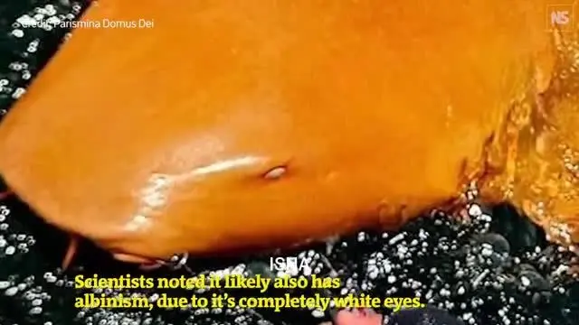 كوسه