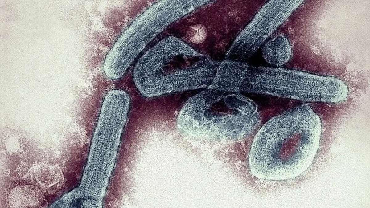 یک بلای جدید از چین ظهور کرد/ ۳۵ نفر مبتلا به ویروس ناشناخته‌ای شدند
