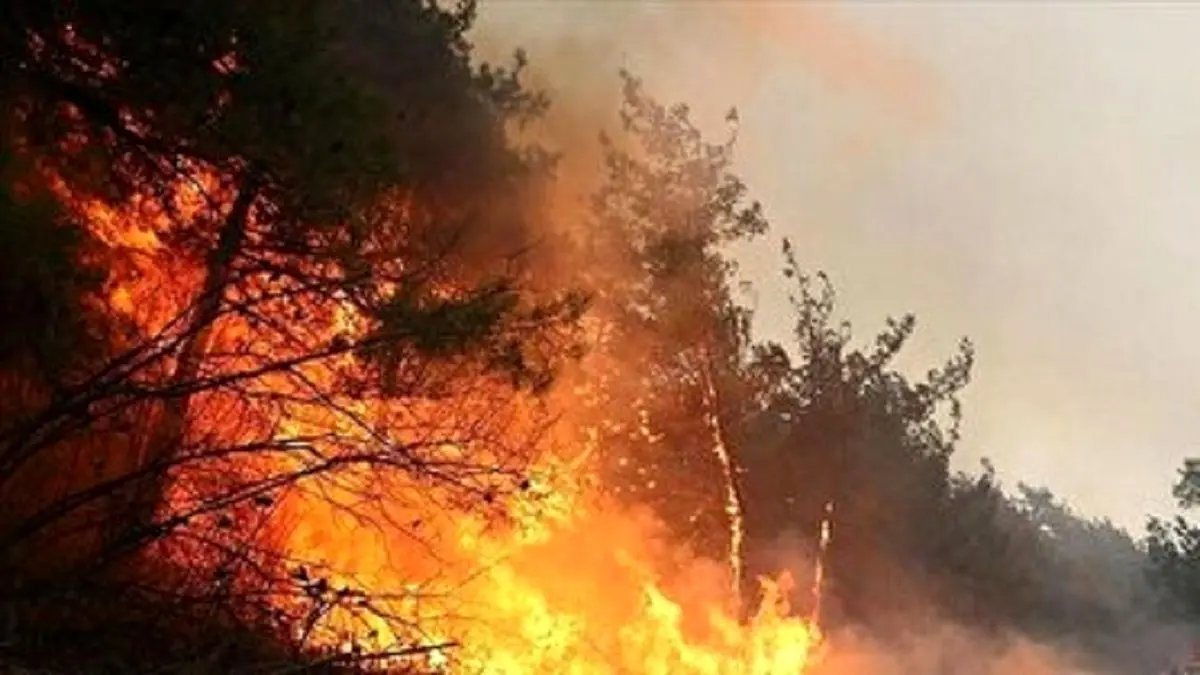 آخرین خبرها از حریق جنگل‌های چالوس؛ دامنه آتش کمتر شد اما حریق همچنان ادامه دارد + ویدئو