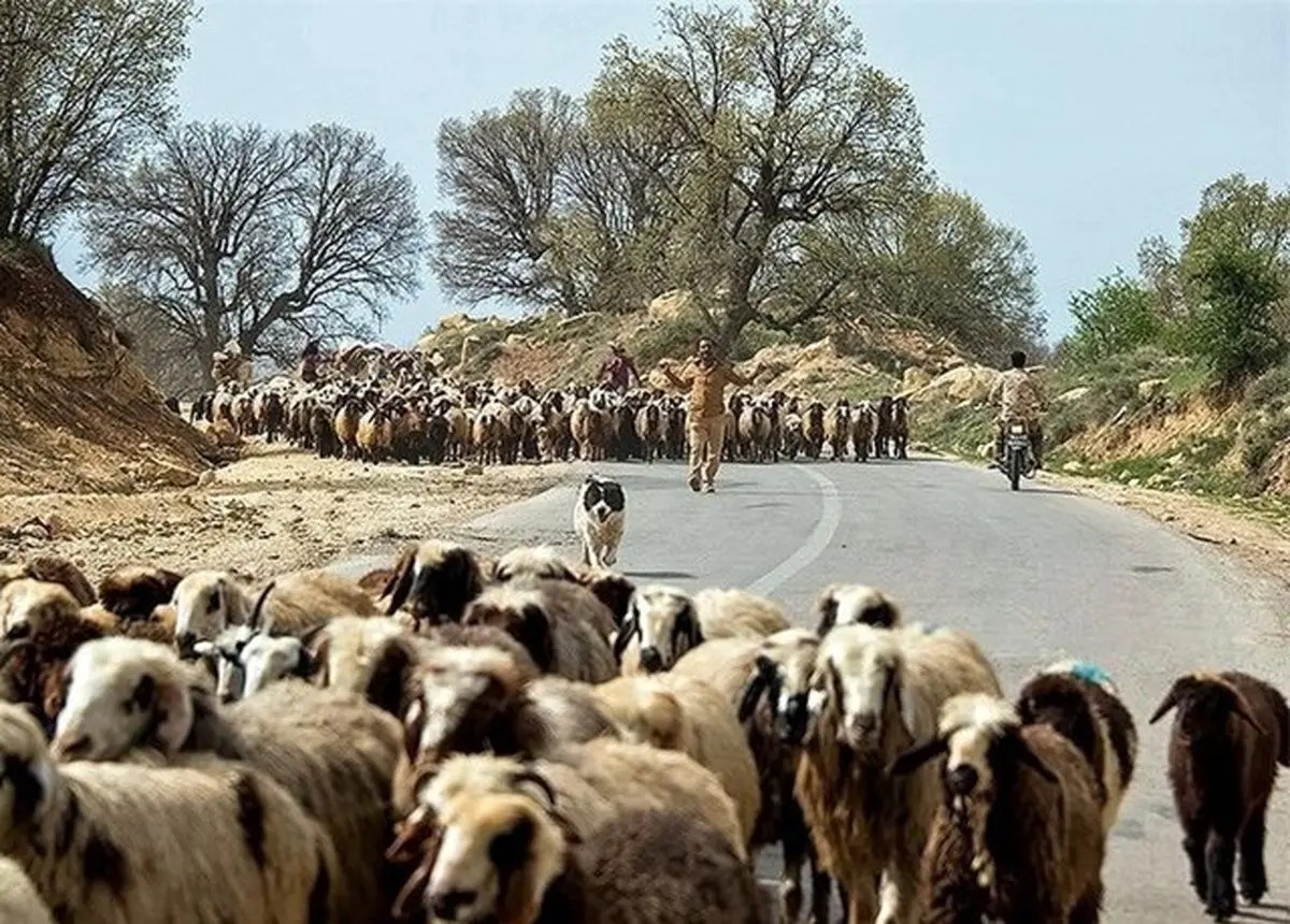 کشف 100 راس گوسفند قاچاق در شهرستان ملکشاهی