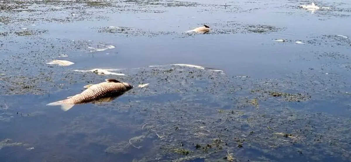 مرگ تعداد زیادی از ماهیان تالاب انزلی به دلیل گرمای هوا