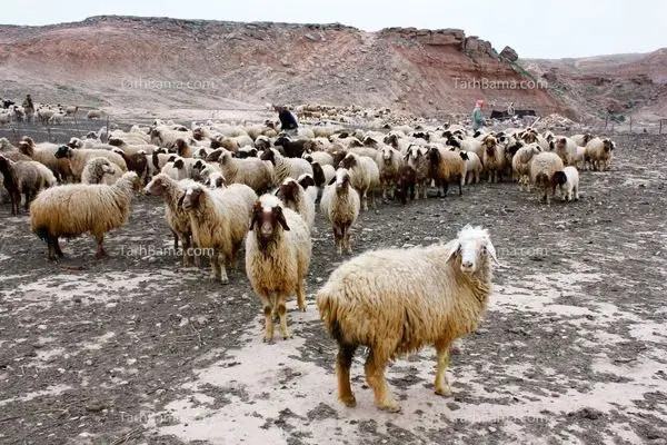  قیمت دام زنده امروز سه‌شنبه ۲۷ آبان ۱۴۰۴