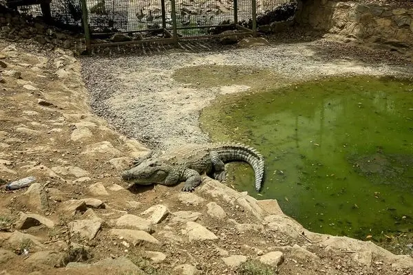 اعدام یک تمساح در آمریکا ! + ویدئو