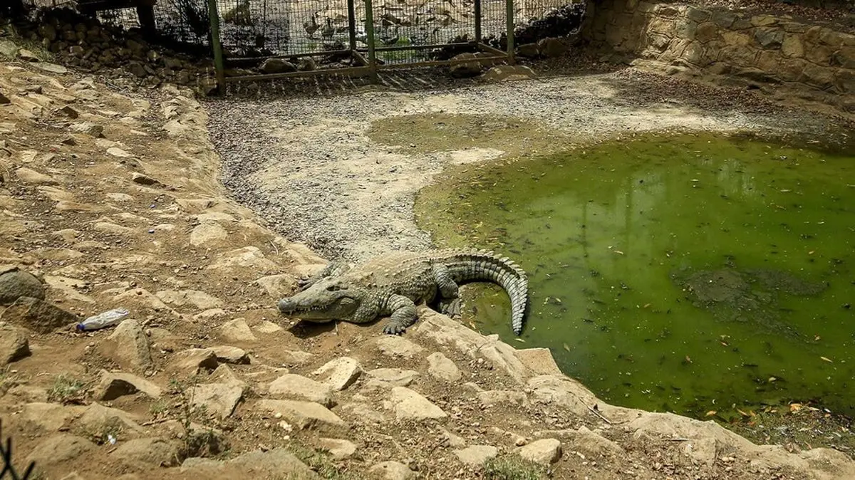 ویدئو | ورود وحشتناک تمساح به شهر سیل‌زده