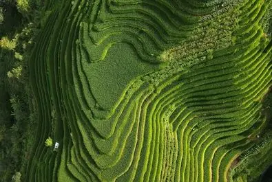 سبز کوه برنج چین