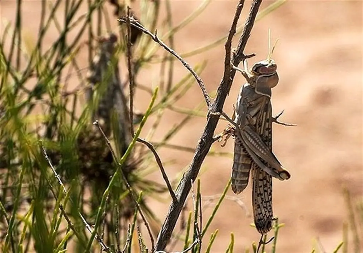 حمله ملخ‌ها به مزارع خرم‌آباد؛ هشدار درباره گسترش آفت در سطح شهر + ویدئو