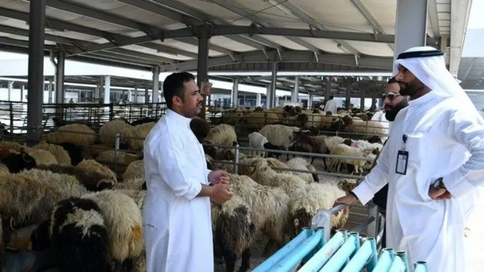 افشاگری روزنامه جمهوری اسلامی از پشت‌پرده افزایش قیمت گوشت: گوسفندهای پرواربندی شده به شکم شیوخ جنوب خلیج‌فارس می‌رود