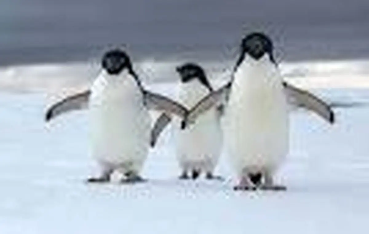 کشف لاشه صدها پنگوئن‌ در سواحل اروگوئه + عکس