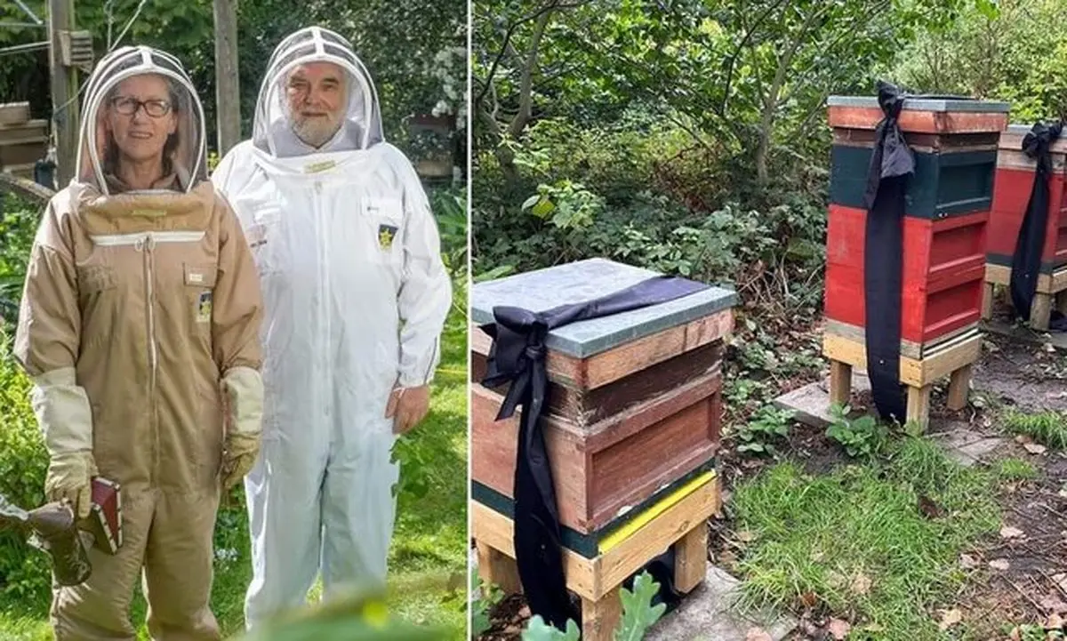 چرا زنبورها از مرگ ملکه مطلع شدند!
